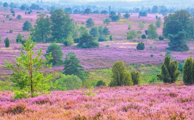 Harz, Heide, Herbstferien