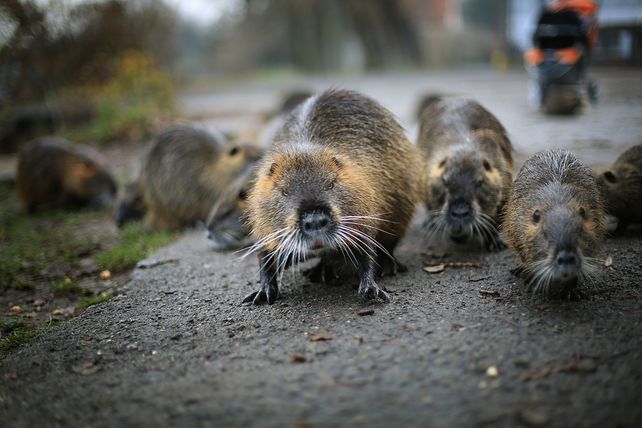 Caterer, Nutria, Restaurant