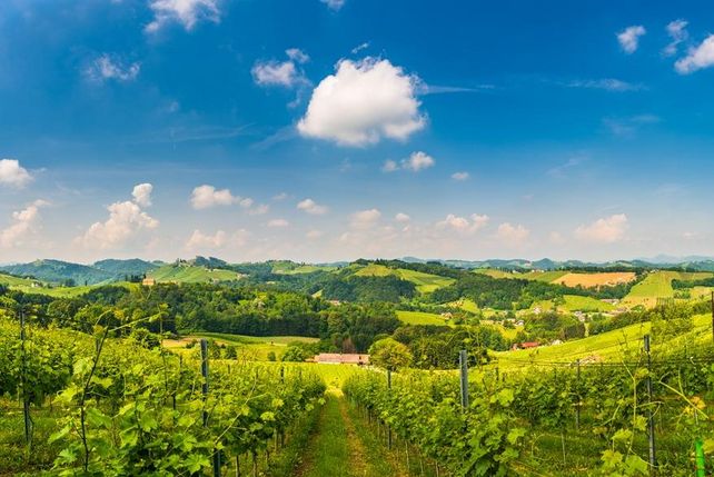 Weinlese Deutschland 2026, Weinlese 2026, früheste Weinlese Deutschland, Weinernte 2026, Hitzesommer Weinbau, Deutsches Weininstitut, Winzer Deutschland, Weinernte Deutschland, Traubenernte 2026, Weinqualität 2026, Weinertrag Deutschland, Weinbau Deutschland, Ernst Büscher