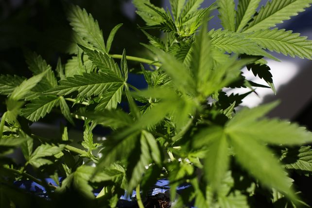 Enchilada SynBiotic Cannabis