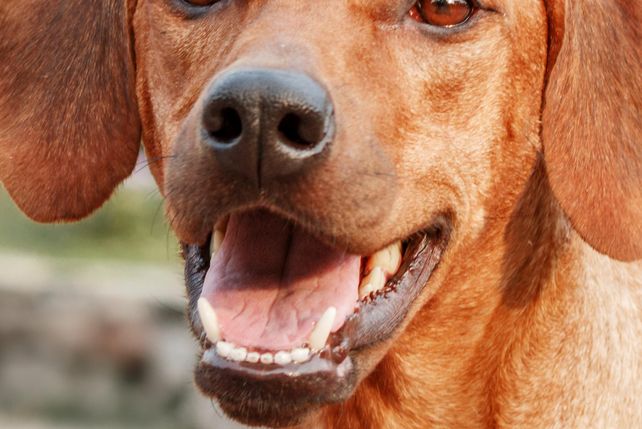 Hundeattacke,, Karlsruhe, Restaurant