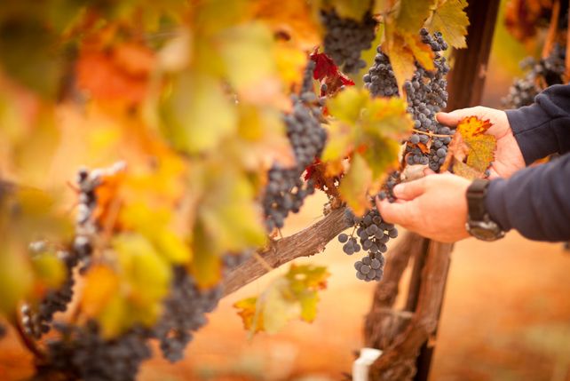 Wein 2026 Baden-Württemberg