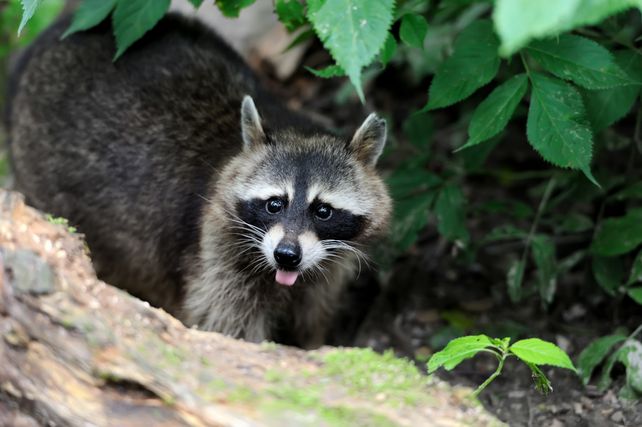 Waschbär essen