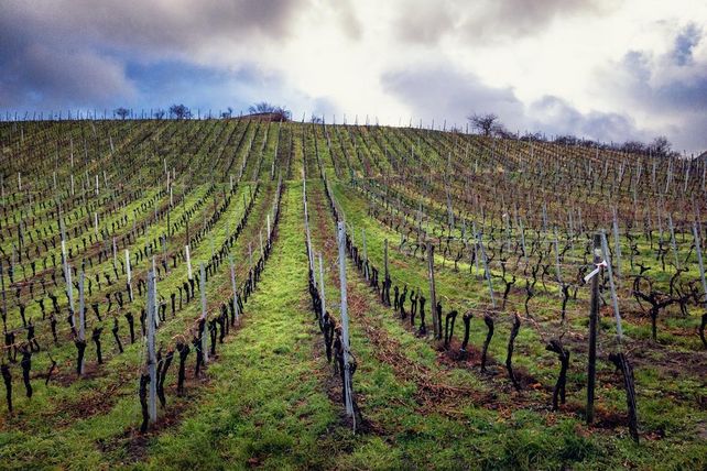 Winzer, Not, Mainz, Brüssel